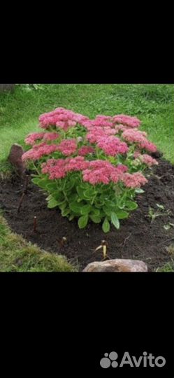 Очиток видный