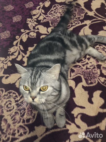 Кот для вязки