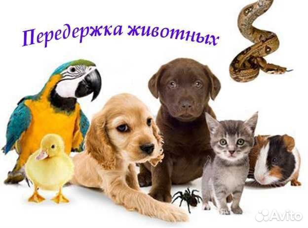 Передержка животных