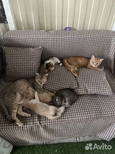 Котята в добрые руки