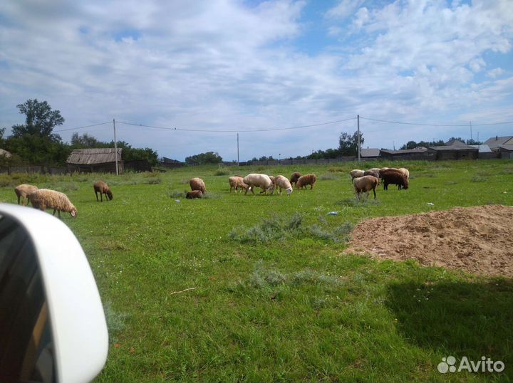 Курдючные бараны овцы