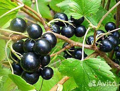 Саженцы черной смородины