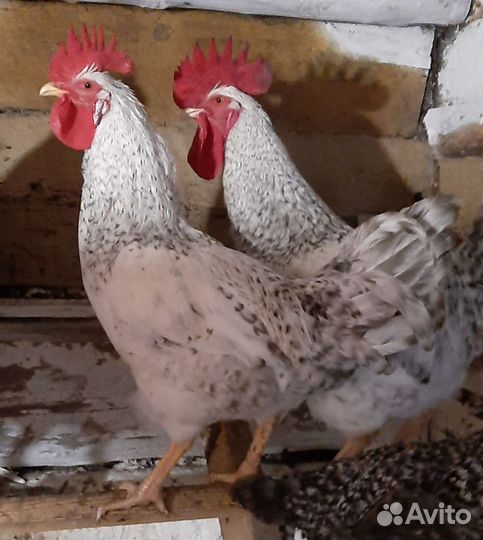 Куры петухи