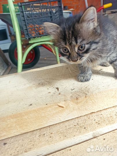 Голубоглазые котята в дар(зеленоглазые, разногла