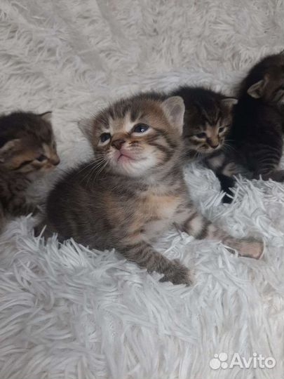 Кошки в добрые руки бесплатно