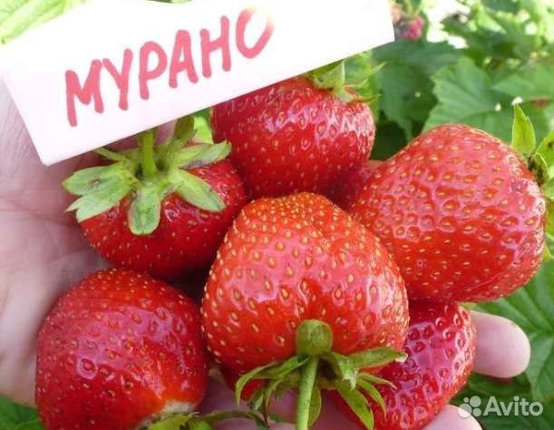 Клубника Mурано