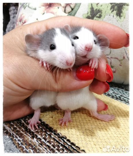 Крысята Дамбо хаски крыски крыса