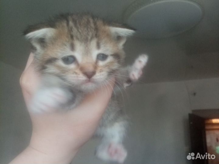 Вислоухие котята