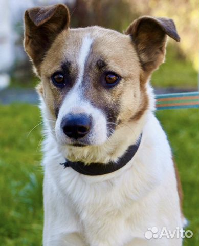 Милый пёс Адрик грустит и ждёт хозяина