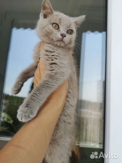 Котёнок, 3 мес