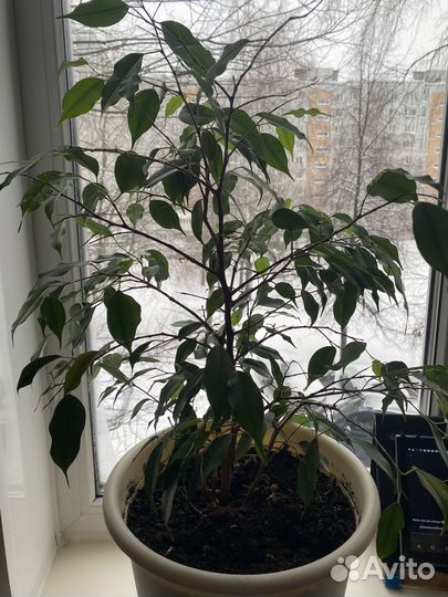 Фикус бенджамина