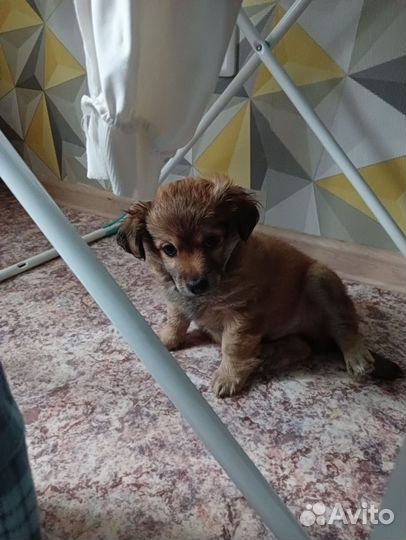 Отдам щенка