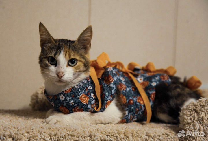 Кошка Тася ищет дом