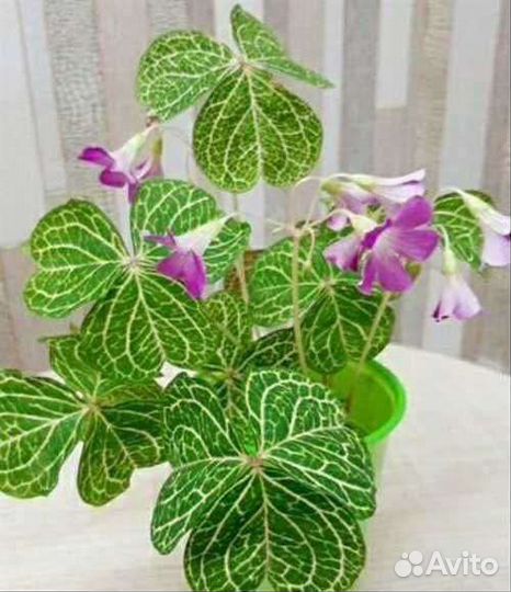 Оксалисы 3 вида