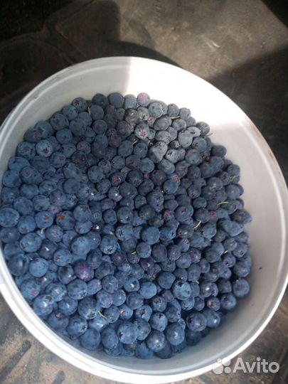 Ягоды Голубика, малина,черника