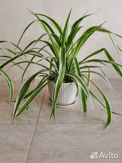 Хлорофитум