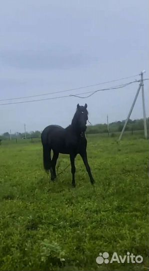 Лошадь