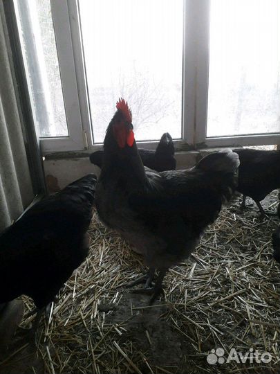 Петухи породные