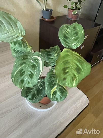 Монмтера Адансона