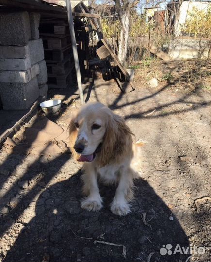 Русский кокер спаниель