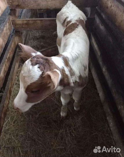 Телята бычки