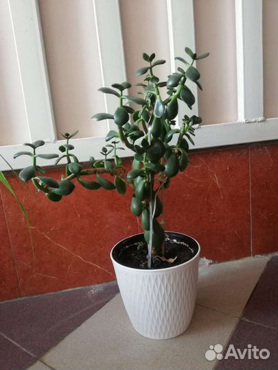 Комнатные цветы разные