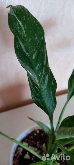 Спатифиллум Джемини