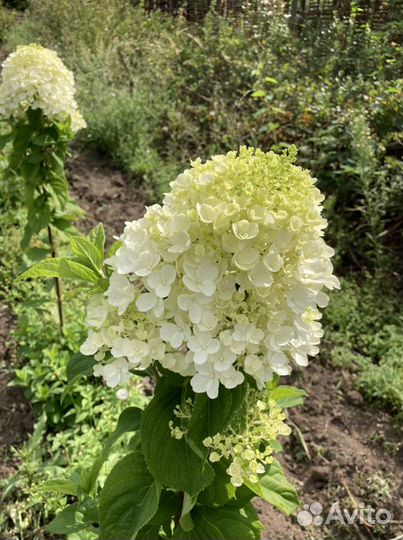 Гортензия метельчатая саженцы в контейнерах
