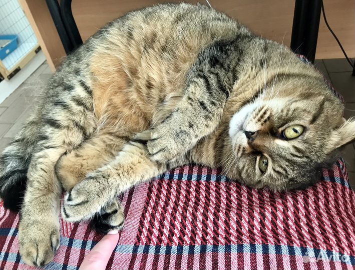 Кошки в добрые руки