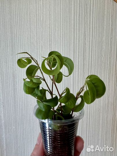 Фикус Барок