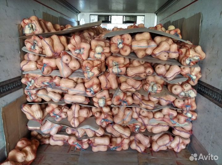 Купить тыкву