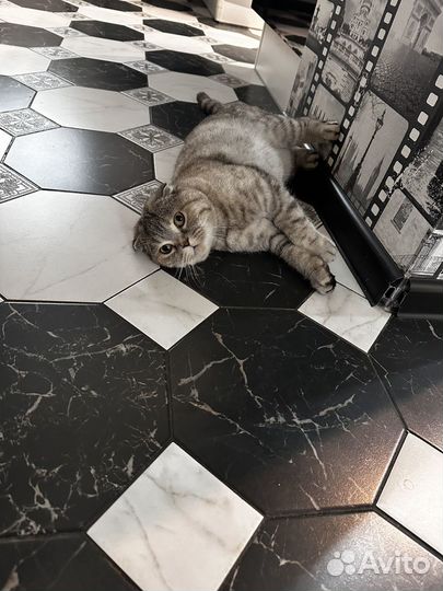 Шотландская вислоухая кошка бесплатно