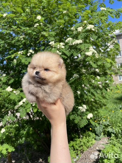 Померанский шпиц мини мальчик