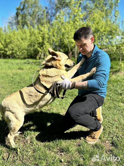 Снежка белоснежка в добрые руки