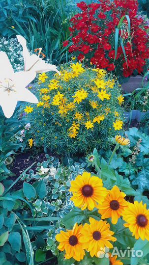 Излишки многолетних цветов