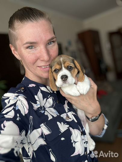 Бигль девочка мини