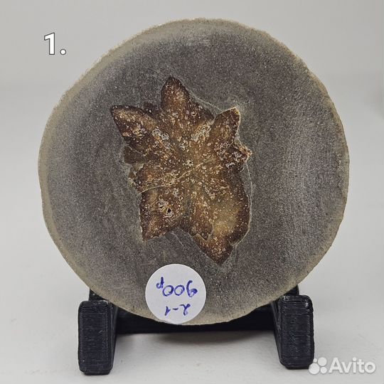 Беломорская рогулька спил полированный, глендонит