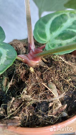 Антуриум сильвер блаш