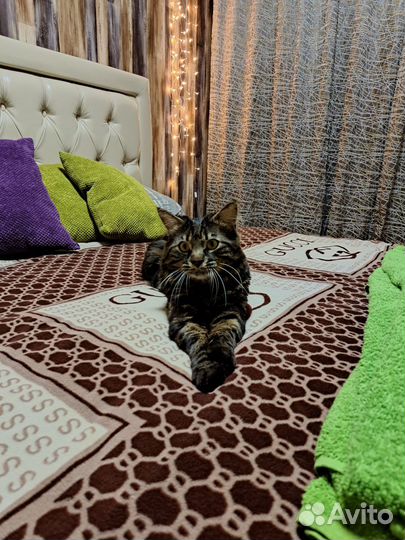Котик ищет невесту