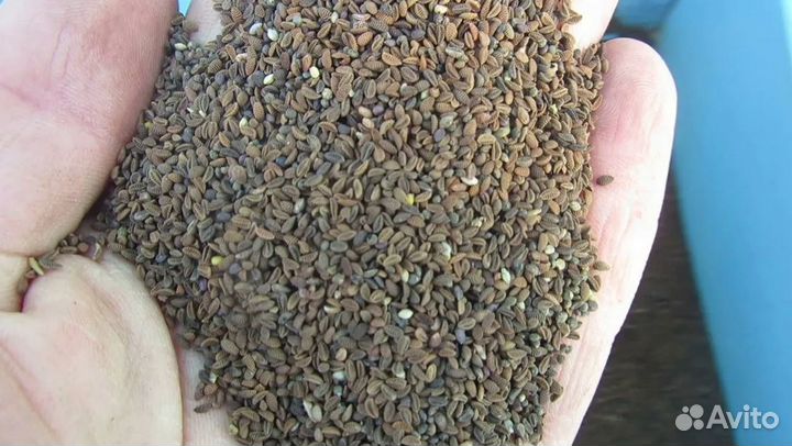 Семена фацелии