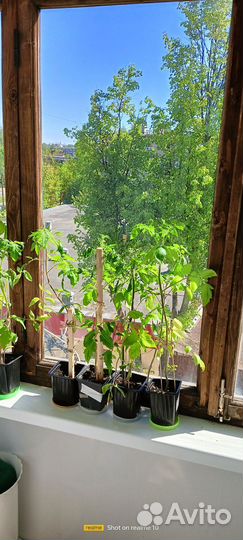 Рассада памидор для теплицы