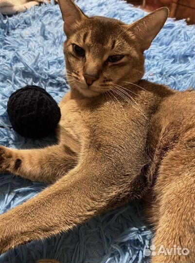 Абиссинец (вязка)