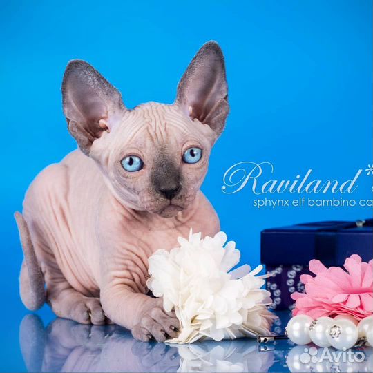 Шикарный мальчик канадский сфинкс