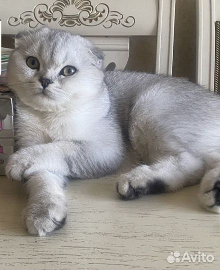 Шотландская