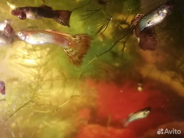 Аквариумные рыбки гуппи. Самцы и самки взрослые