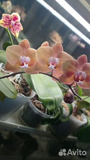 Phal. Lin s Pink Leopard x Tying Shin Golden Rose