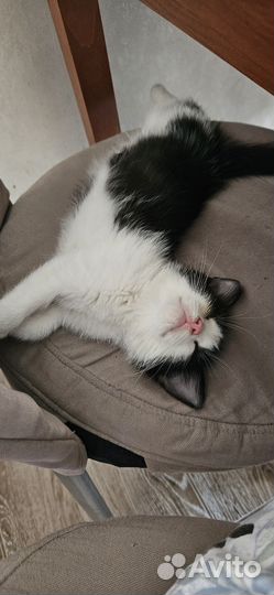 Котенок антистресс