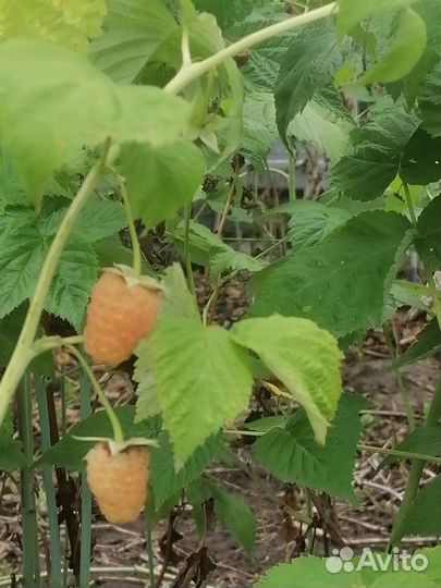 Ремонтантная малина