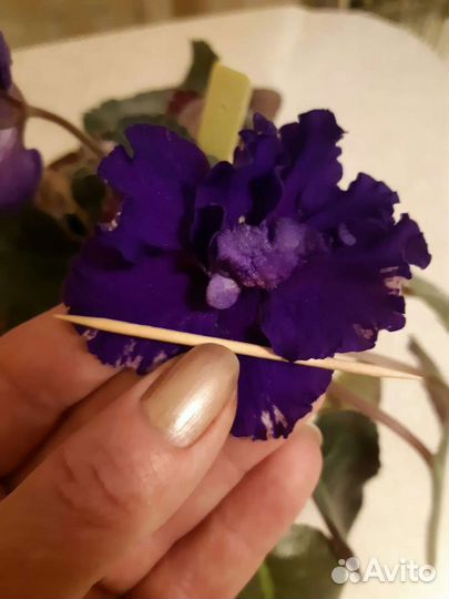 Владимир ек фиалка