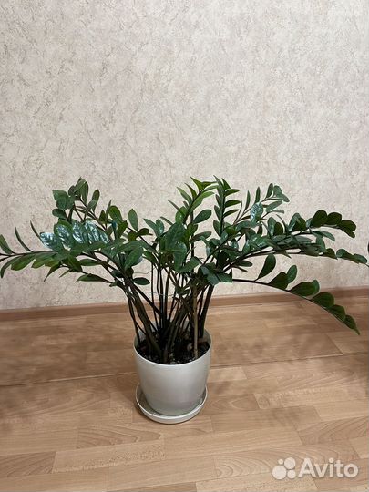 Замиокулькас